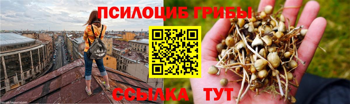 Советский  Галлюциногенные грибы Cubensis  Вход с VPN 